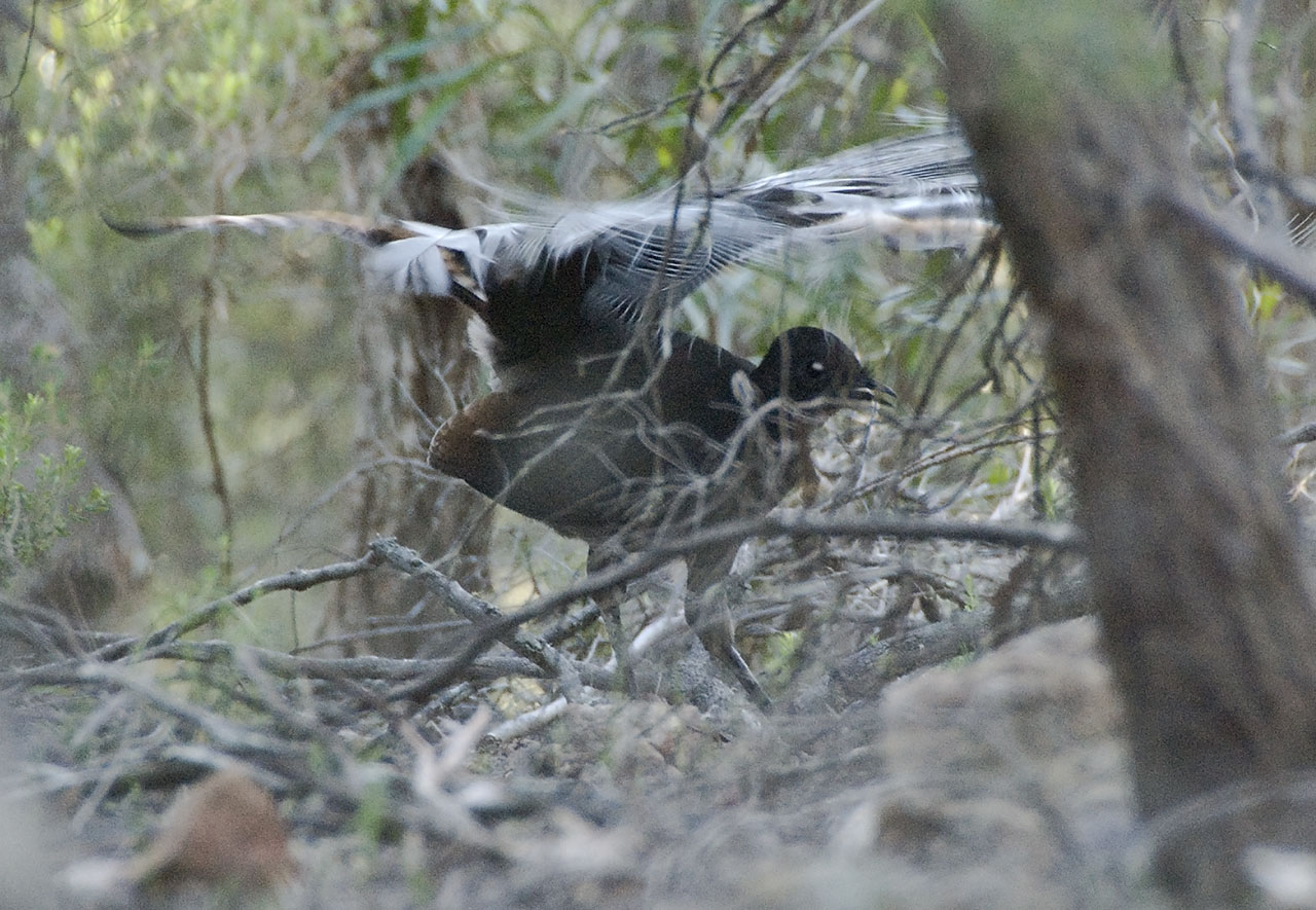 New South Wales - Blue Mtns