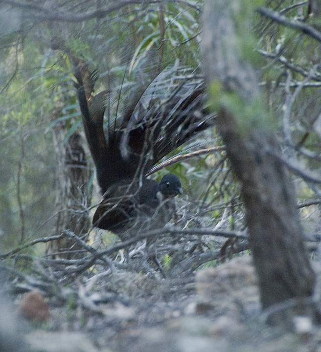 New South Wales - Blue Mtns